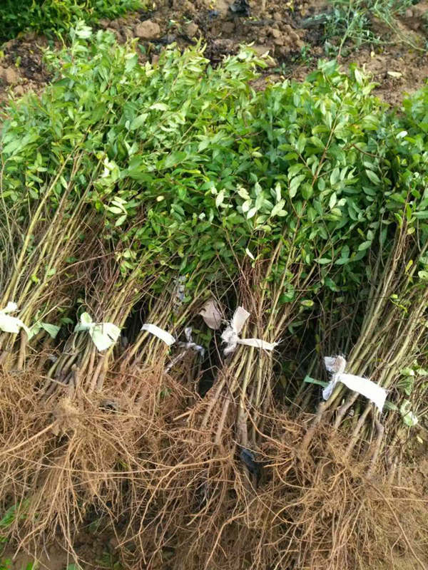 河阴石榴基地|优惠的软籽石榴树苗优选兴农石榴